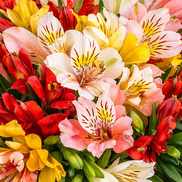 Маленький принц – букет из разноцветной альстромерии